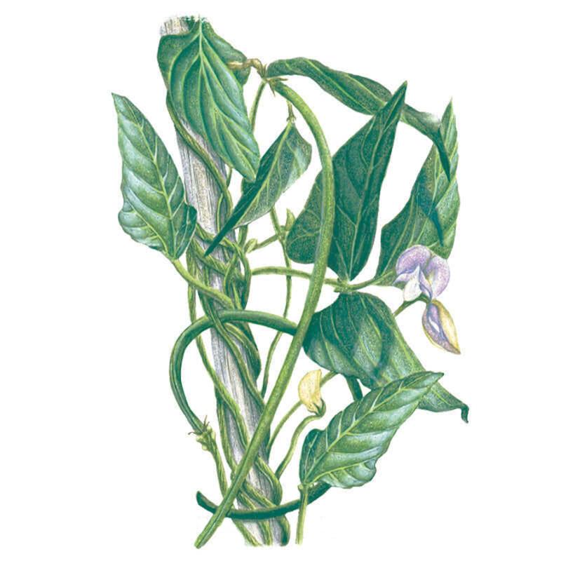 Botanical illustration of a yard-long bean vine climbing a wooden stake, with arrow-shaped green leaves, slender curling tendrils, and small lilac-and-white flowers, set against a plain white background.