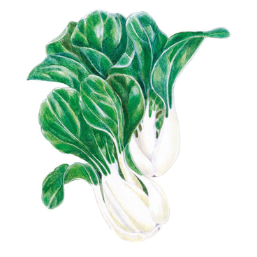 Illustration of two bok choy heads showing broad crinkled dark green leaves with pale veining atop thick, smooth white stalks, set against a plain white background.