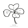 Line drawing of a bok choy seedling showing four rounded, scalloped-edged cotyledon leaves on slender stems, labeled "Seedling" beneath the illustration.