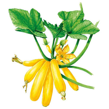Botanical illustration of Max's Gold summer squash showing a cluster of slender, bright yellow zucchini-type fruits with a single orange blossom and broad green lobed leaves, set against a plain white background.
