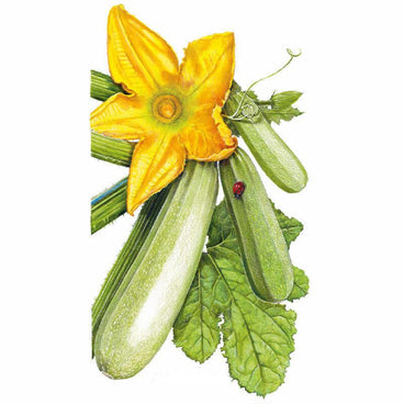 Botanical illustration of Dirani summer squash showing pale green ribbed courgettes still attached to a large yellow trumpet-shaped blossom, with a coiling tendril, a leaf, and a small ladybird perched on one fruit.