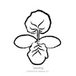 Line drawing of a young squash seedling labelled "Seedling," showing a pair of oval seed leaves beneath two rounded, veined true leaves.