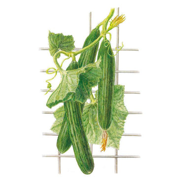 Botanical illustration of Telegraph Improved cucumbers showing three long ribbed green fruits hanging on a climbing vine with lobed leaves, curling tendrils, and a yellow flower, trained against a wire trellis.