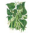 Illustration of a Jade bush bean plant with vibrant green leaves, delicate white blossoms, and long, slender green bean pods for Jade Bush Bean Seeds.