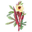 Botanical illustration of Red Burgundy okra showing deep maroon seed pods clustered along a reddish stem, with a pale yellow, dark-centered flower and lobed green leaves marked with burgundy veining.