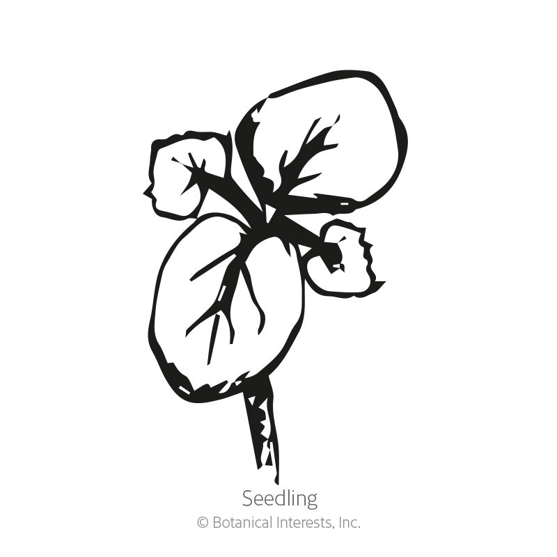 Black-and-white line drawing of a young okra seedling with four rounded, veined seed leaves branching from a short central stem, labeled "Seedling" beneath.