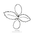 Line drawing of an artichoke seedling, showing two smooth oval cotyledon leaves top and bottom with a pair of toothed-edge true leaves growing between them, labelled "Seedling."