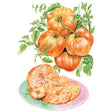 Botanical illustration of Pineapple pole tomatoes, showing a cluster of ribbed, orange-and-yellow-streaked fruit on the vine with leaves, plus a sliced tomato and one whole peeled fruit arranged on a plate below.