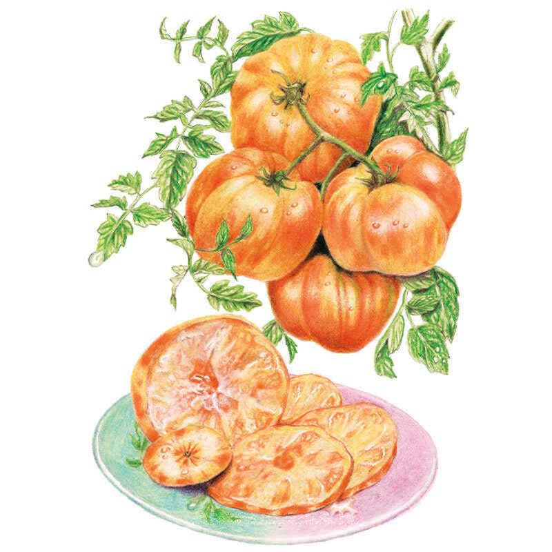 Botanical illustration of Pineapple pole tomatoes, showing a cluster of ribbed, orange-and-yellow-streaked fruit on the vine with leaves, plus a sliced tomato and one whole peeled fruit arranged on a plate below.