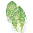 Illustration of two elongated Napa cabbage heads with pale, ribbed white stalks and crinkled green leaf tips, shown against a plain white background.