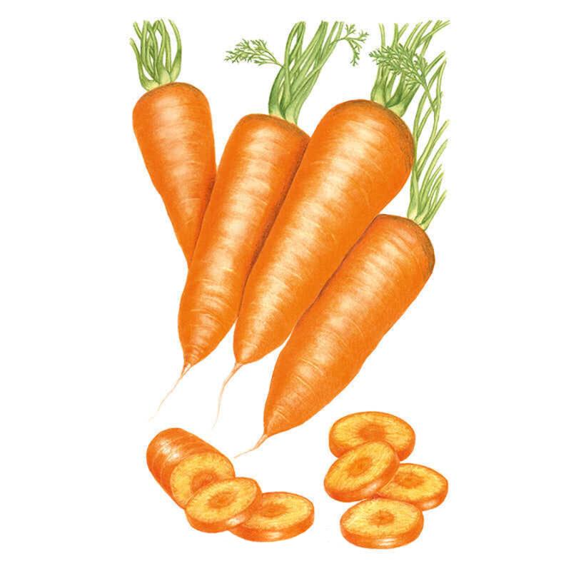 Illustration of four tapered orange Chantenay carrots with leafy green tops, shown alongside sliced rounds revealing the pale yellow-orange interior, against a plain white background.