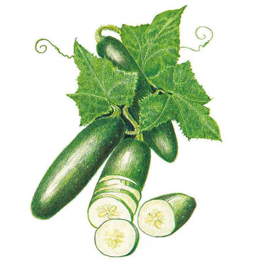 Botanical illustration of Poinsett 76 cucumbers showing whole dark green fruits with curling tendrils and a large lobed leaf, alongside sliced cross-sections revealing pale seeded flesh.