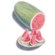 Illustration of an elongated, pale green Charleston Gray watermelon sliced open to reveal deep pink, seeded flesh, with several triangular wedges arranged on a decorative plate in front.