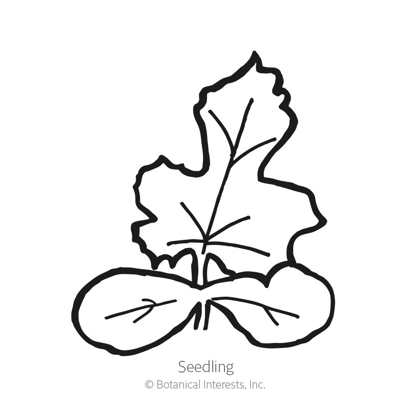 Line drawing of a watermelon seedling, showing two rounded oval cotyledon leaves at the base beneath a taller, deeply lobed true leaf, labeled "Seedling".
