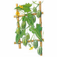 Botanical illustration of a cucamelon vine trained on a bamboo trellis, showing lobed green leaves, curling tendrils, small yellow flowers and clusters of grape-sized, striped melon-like fruit resembling tiny watermelons.