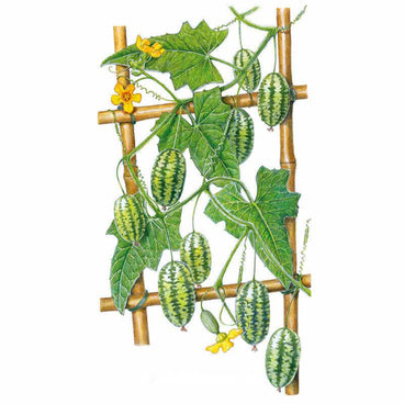 Botanical illustration of a cucamelon vine trained on a bamboo trellis, showing lobed green leaves, curling tendrils, small yellow flowers and clusters of grape-sized, striped melon-like fruit resembling tiny watermelons.