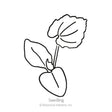 Line drawing of a young cucamelon seedling with two heart-shaped smooth cotyledon leaves and one larger toothed-edged true leaf, labeled "Seedling" with Botanical Interests copyright text.