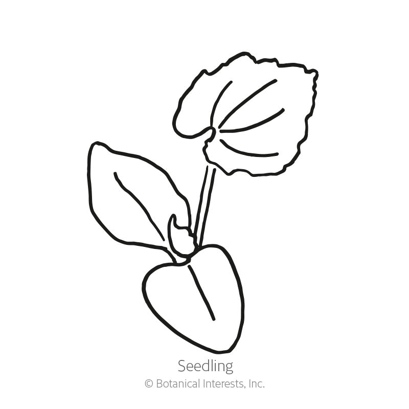Line drawing of a young cucamelon seedling with two heart-shaped smooth cotyledon leaves and one larger toothed-edged true leaf, labeled "Seedling" with Botanical Interests copyright text.