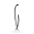 Line drawing of a young onion seedling with a curved, grass-like blade and a second shorter leaf emerging from the base, labeled "Seedling".