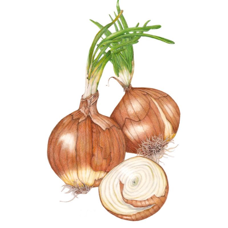 Botanical illustration of two papery-skinned yellow-brown onions with green sprouting tops and visible root hairs, alongside a halved onion showing its concentric white and pale gold rings, on a white background.