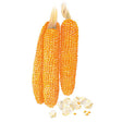 Illustration of three husked popcorn cobs densely packed with small orange kernels, shown beside a scatter of popped white popcorn and loose unpopped kernels, on a plain white background.