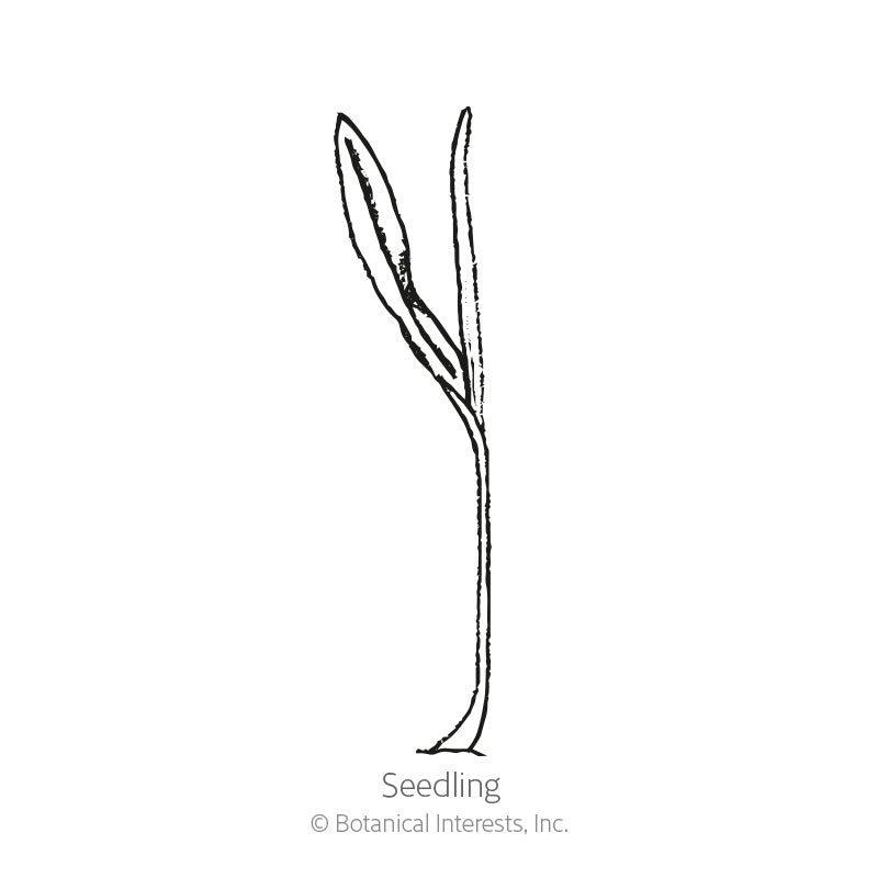 Line drawing of a corn seedling with a curved stem and single narrow, pointed leaf unfurling upward, labeled "Seedling" beneath the illustration.