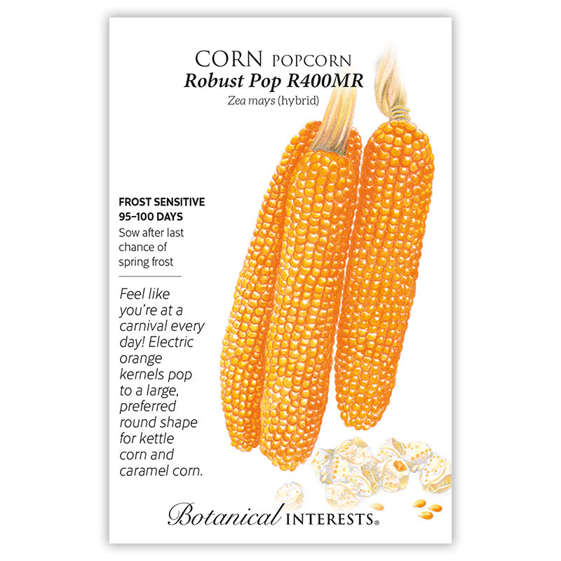 Botanical Interests seed packet for Robust Pop R400MR popcorn corn, illustrated with three husked ears of bright orange kernels and popped white popcorn below, alongside text noting frost sensitivity, a 95-100 day maturity, and a description of the kernels' round shape suited for kettle corn and caramel corn.