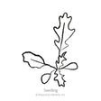 Line drawing of an arugula seedling, showing a cluster of smooth rounded cotyledon leaves alongside a jagged, deeply lobed true leaf, labeled "Seedling."