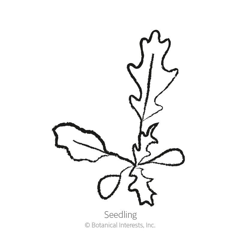 Line drawing of an arugula seedling, showing a cluster of smooth rounded cotyledon leaves alongside a jagged, deeply lobed true leaf, labeled "Seedling."