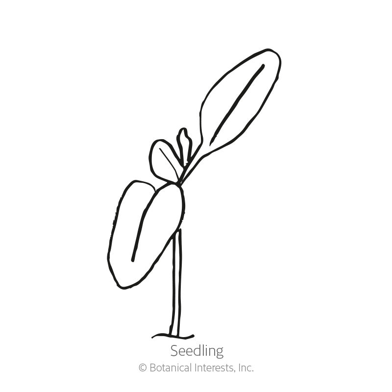 Simple black-and-white line drawing of a young seedling with a pair of rounded lower leaves and a slender upper leaf, labeled "Seedling" beneath it.
