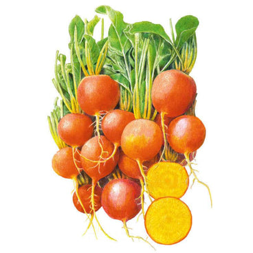Botanical illustration of a bunch of round golden beets with orange-red skin and leafy green tops, including two halved roots showing bright yellow flesh with concentric rings.