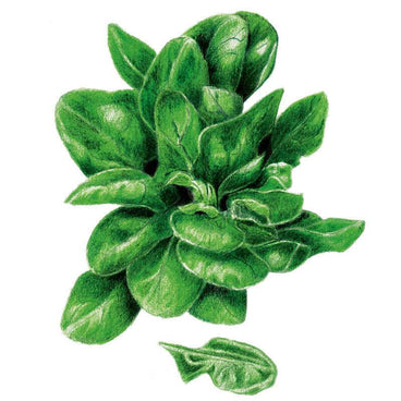 Detailed illustration of Matador spinach showing a compact rosette of glossy, dark green, oval leaves with visible veining, plus a single detached leaf shown separately below.