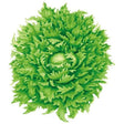 Illustration of an Ice Queen crisphead lettuce, its tightly curled head formed from frilly, jagged-edged green leaves with pale centre folds, shown against a plain white background.