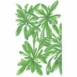 Botanical illustration of big seeded mache, showing several rosettes of soft, elongated green leaves radiating from central points, rendered in detailed shading against a plain white background.