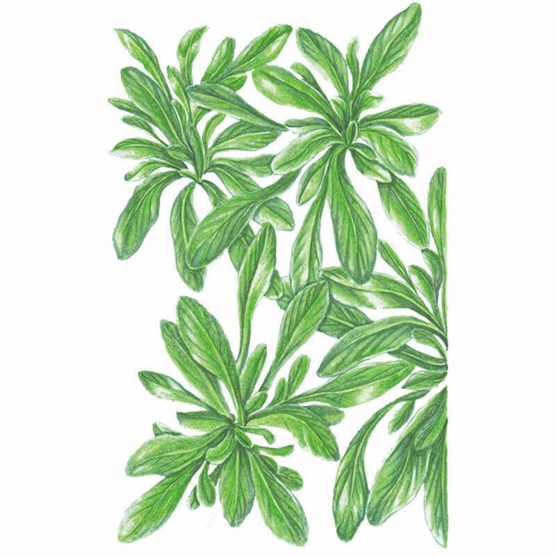 Botanical illustration of big seeded mache, showing several rosettes of soft, elongated green leaves radiating from central points, rendered in detailed shading against a plain white background.