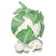 Illustration of a Twister cauliflower head with curled, ribbed outer leaves peeling back to reveal a dense white curd, alongside two loose florets and a cut cross-section showing the stalk and branching curd structure.