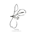 Line drawing labeled "Seedling" showing a young cauliflower plant with two rounded seed-leaf cotyledons and one serrated true leaf emerging from the stem.