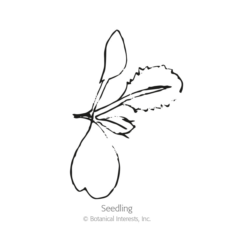 Line drawing labeled "Seedling" showing a young cauliflower plant with two rounded seed-leaf cotyledons and one serrated true leaf emerging from the stem.