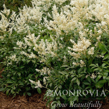 Deutschland astilbe in bloom, its dense clusters of feathery white plume flowers rising above deeply serrated, dark green foliage in a mulched garden bed, with a Monrovia logo watermark overlaid at the bottom.