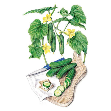 Botanical illustration of Muncher Persian cucumber, showing a leafy vine with yellow flowers and hanging fruit above whole and sliced cucumbers arranged on a wooden board with a knife and cracker topped with cucumber slices.
