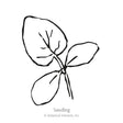 Line drawing of a young cucumber seedling with three broad, veined leaves branching from a single stem, labeled "Seedling" beneath.