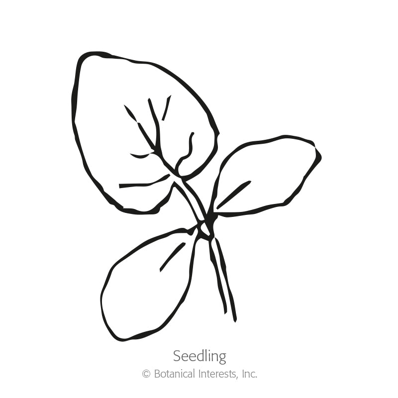 Line drawing of a young cucumber seedling with three broad, veined leaves branching from a single stem, labeled "Seedling" beneath.