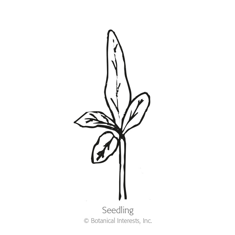 Line drawing of an eggplant seedling with a long central leaf and three smaller elongated leaves branching from a thin stem, labeled "Seedling."