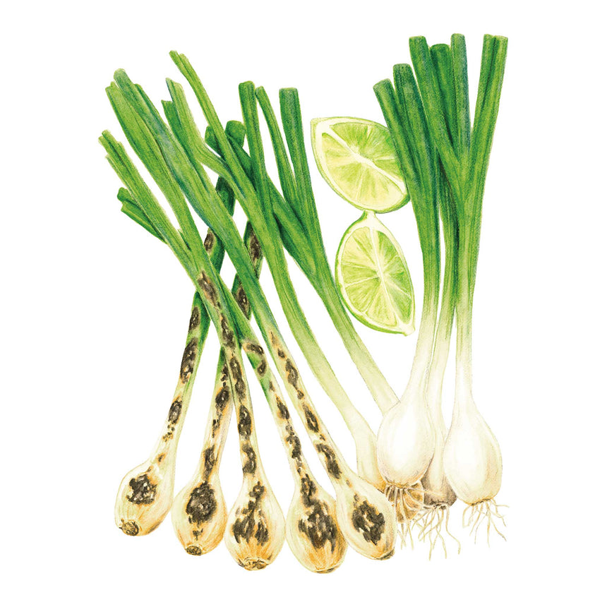 Solbunch Bunching/Scallion Onion with lime wedges on a white background