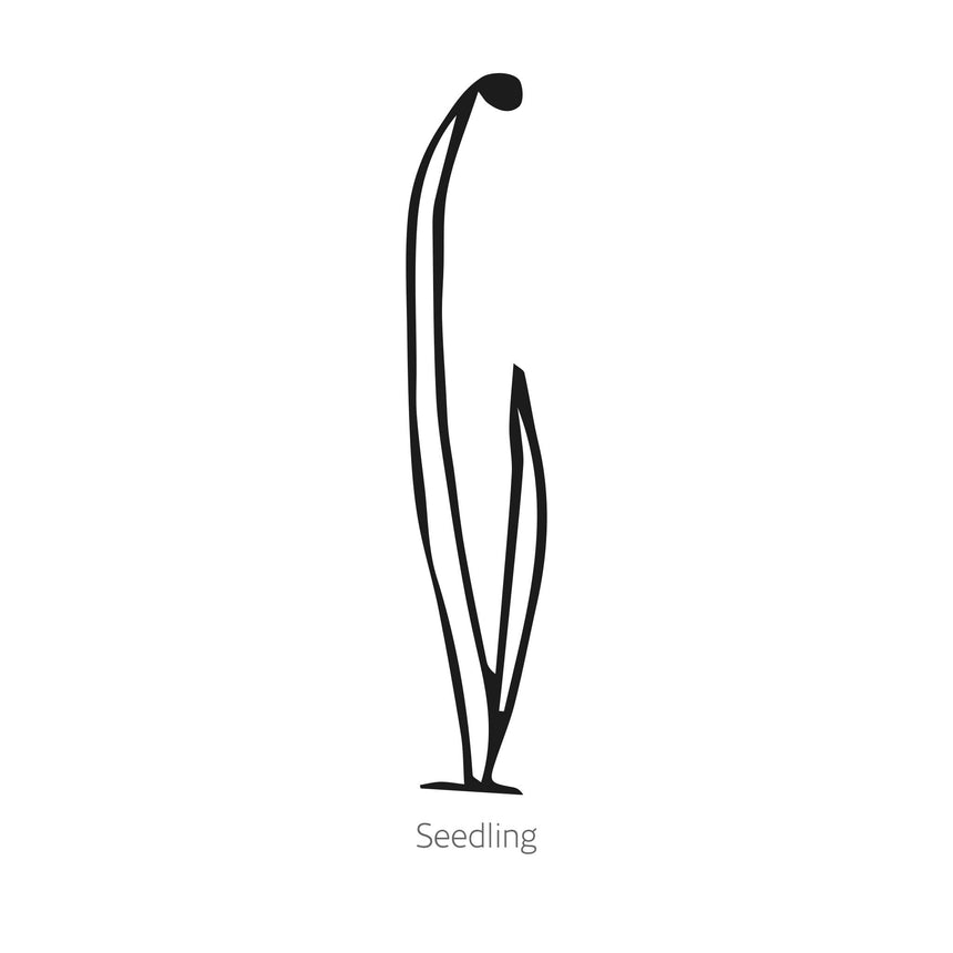 Black line drawing of Solbunch Bunching/Scallion Onion seedling on a white background with 'Seedling' text.