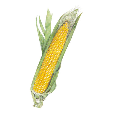 Illustration of a Bodacious Sweet Corn cob with green husk on a white background