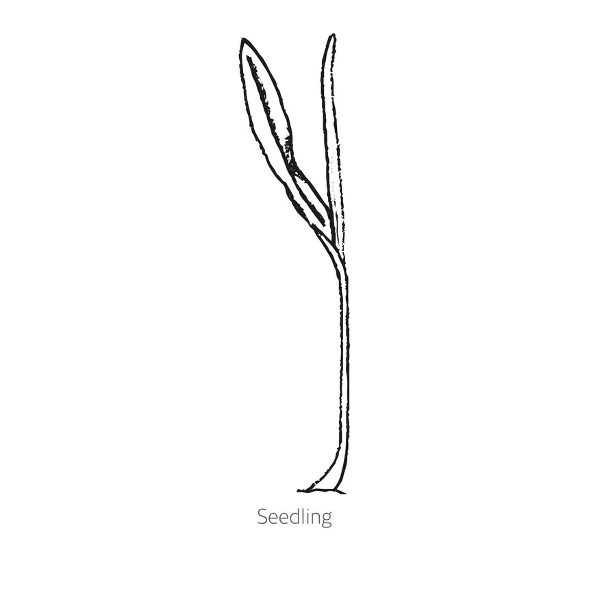 Line drawing of Bodacious Sweet Corn seedling on a white background