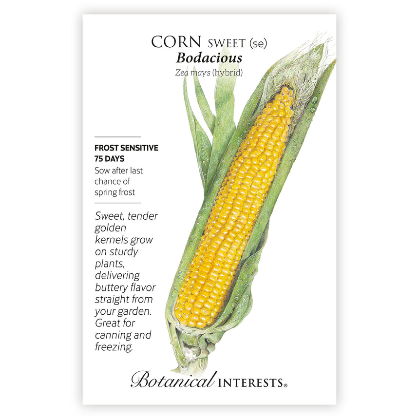 Bodacious Sweet Corn packet with illustration and botanical information on a white background