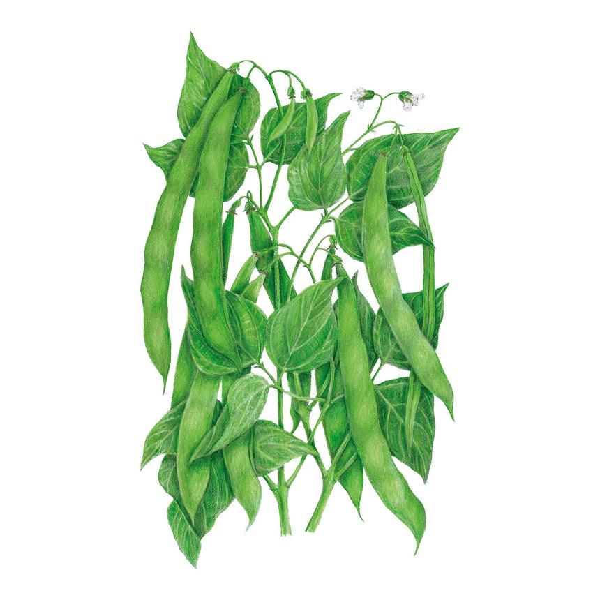 Illustration of Roma II Bush Bean plants with leaves and pods on a white background