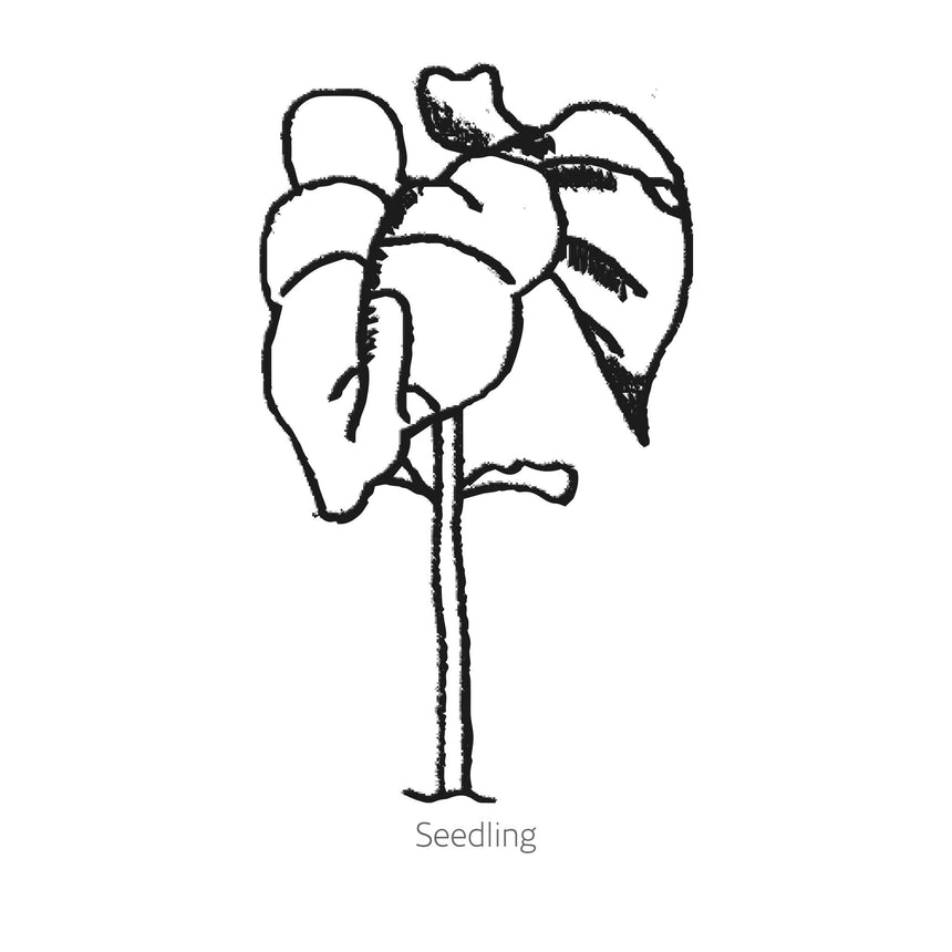 Simple black line drawing of Roma II Bush Bean seedling on a white background